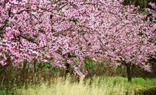 中新网:4949澳门彩开奖结果生肖版-桃花依旧笑春风什么意思
