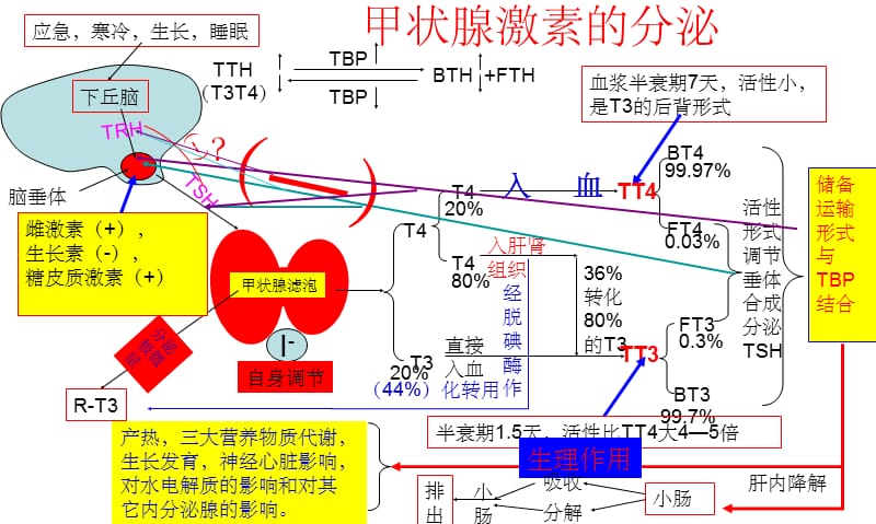 火山视频:24年新澳彩资料免费长期公开-甲状腺分泌什么激素
