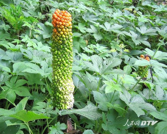 火山视频:澳门2024正版资料王中王-张宇 参加哪个跨年