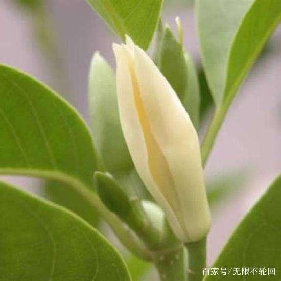 微博订阅:精准三肖三码资料大全-白玉兰花的寓意是什么