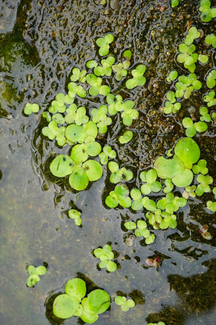 a微博订阅:4949澳门开奖结果-浮萍是什么植物