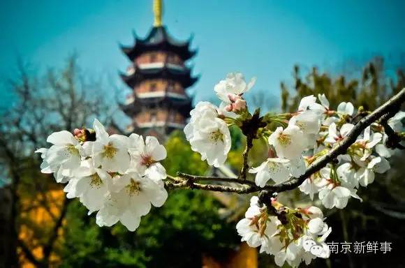 中新网:2024新澳免费资料大全-鸡鸣寺怎么走