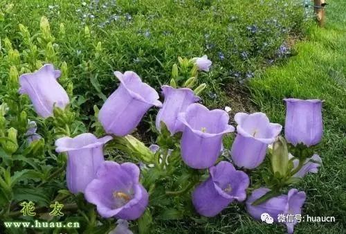 网易:澳门新三码必中一免费-风铃草的花语是什么