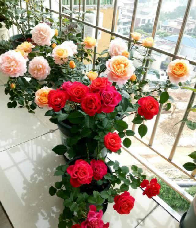 腾讯：王中王一肖一特一中开奖时间-月季什么时候开花
