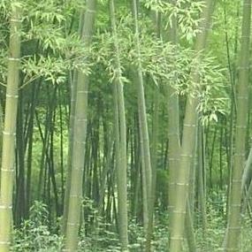 阿里巴巴:澳彩资料免费资料大全生肖灵码表-什么是感统失调