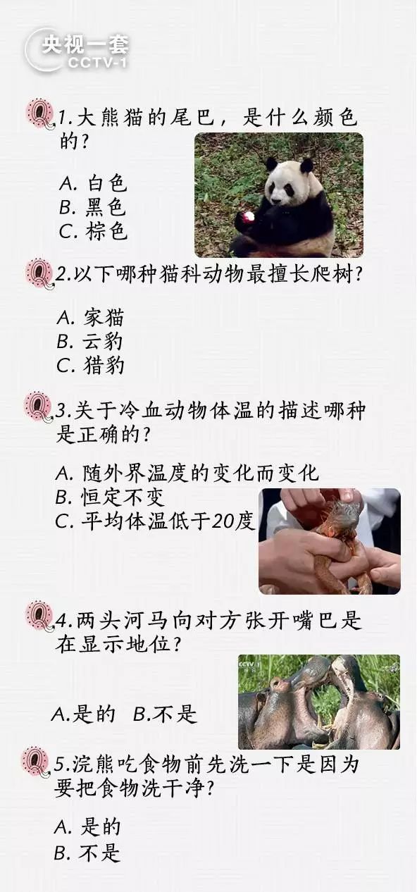 抖音视频:香港正版内部资料大公开-大熊猫的尾巴是什么颜色