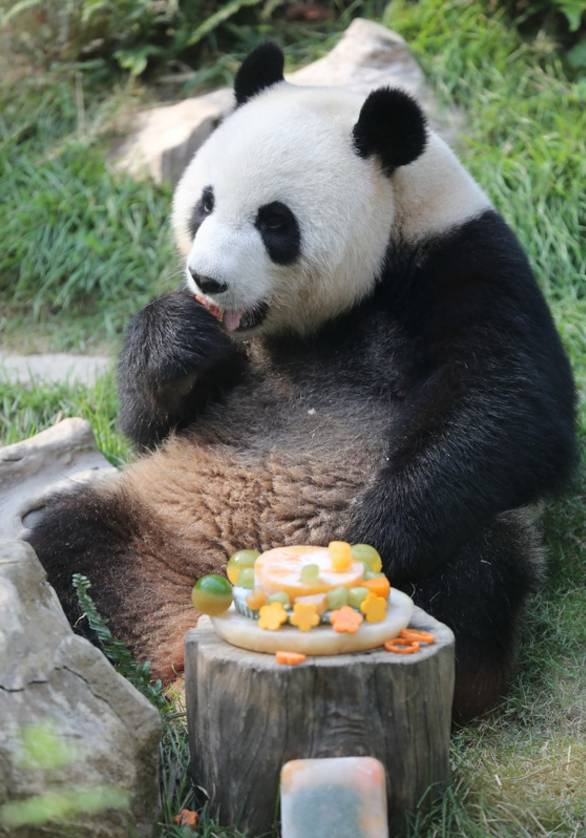 百度平台:今晚澳门一码一肖-大熊猫吃什么