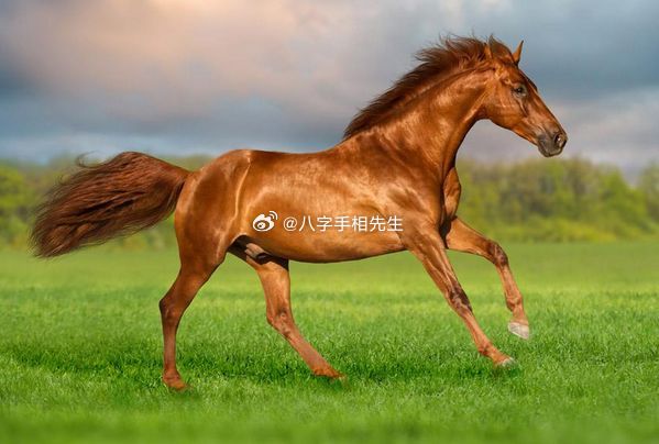 阿里巴巴:管家婆2024年一马中-四面受敌是什么动物