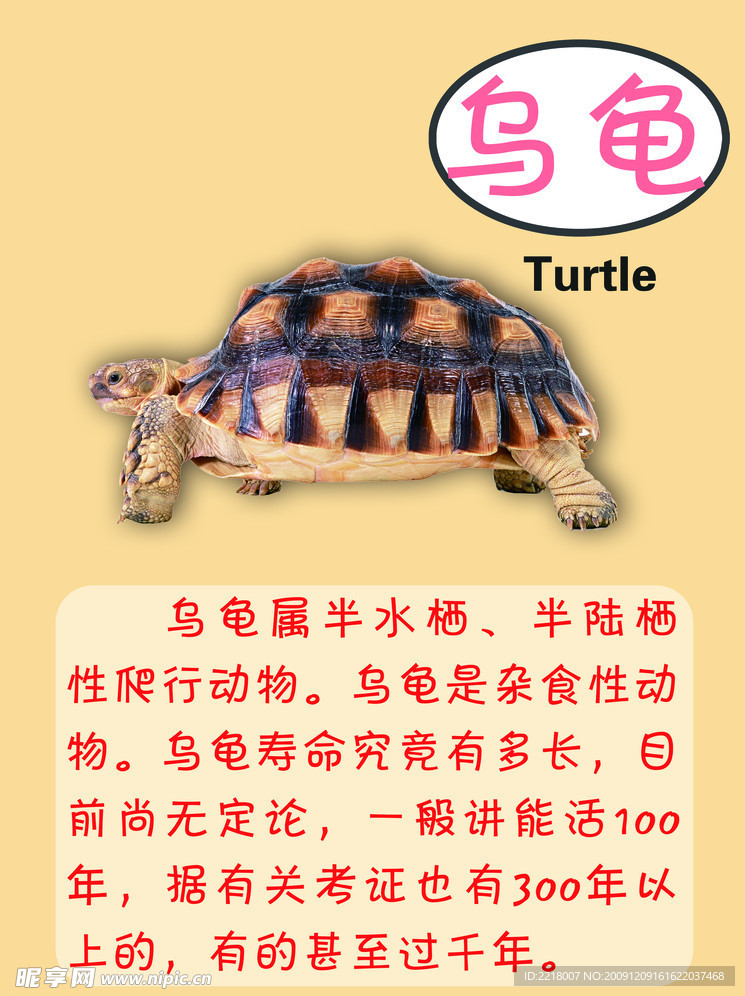 阿里巴巴:2o24澳门正版精准资料-乌龟属于什么类动物