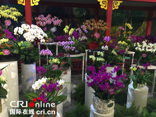 中新网:马会澳门正版资料查询-北京的市花是什么